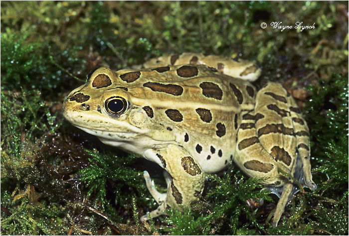 Northern Leopard Frog 101 by Dr. Wayne Lynch &copy;